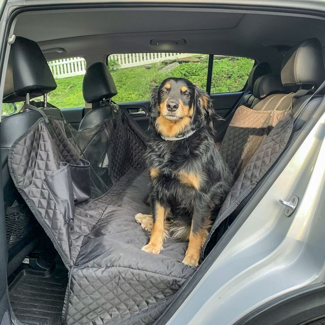 https://hips.hearstapps.com/hmg-prod/images/dog-car-seat-cover-005-64b97a6e76d44.jpg?crop=0.744xw:0.991xh;0.143xw,0.00217xh&resize=640:*