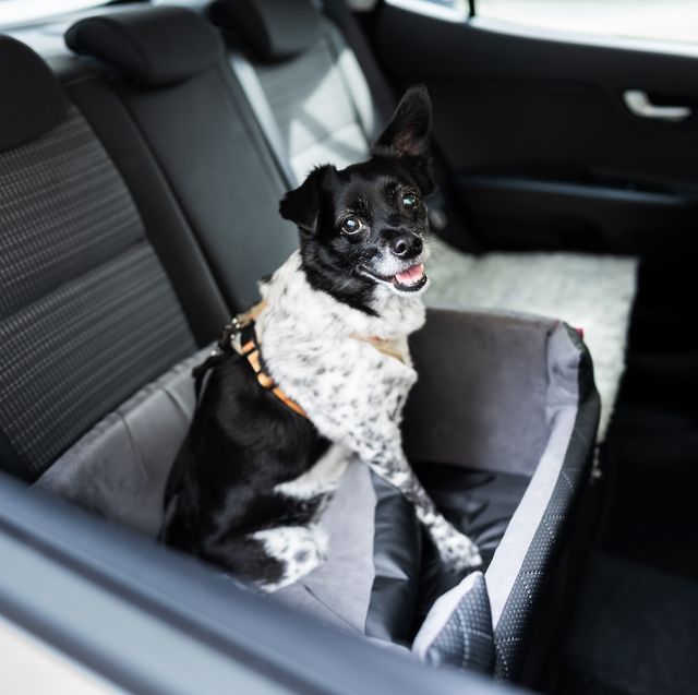 best dog car seats
