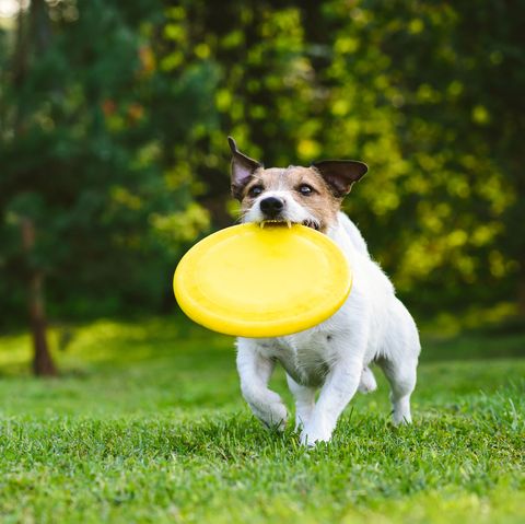 adult dog playing catch and fetch with plastic disk outdoor