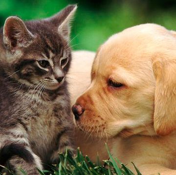 vet advice pet owners