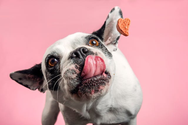 a dog catches a dog treat, part of a good housekeeping list of healthy dog treats