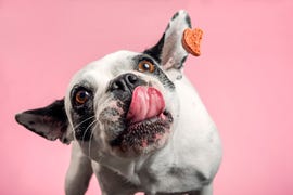 dog catching a dog treat, part of a good housekeeping list of healthy dog treats
