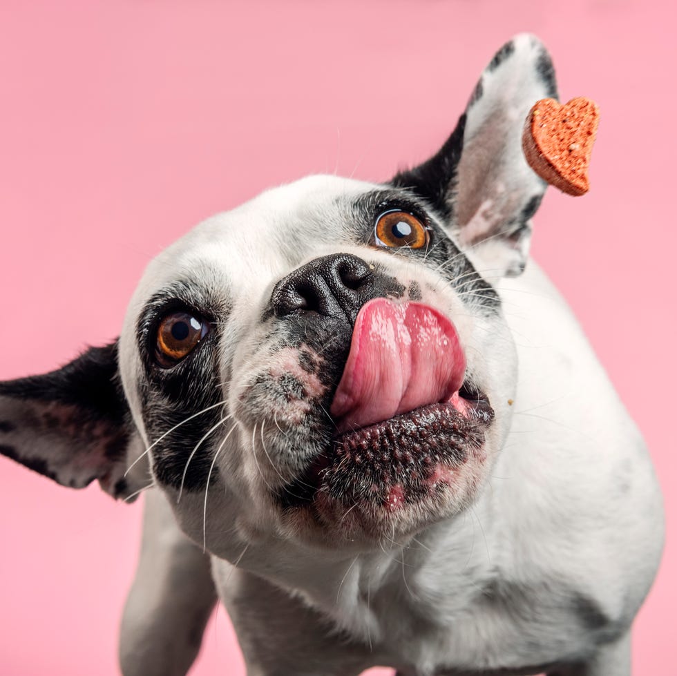 Dog catching a biscuit. dog catching a biscuit