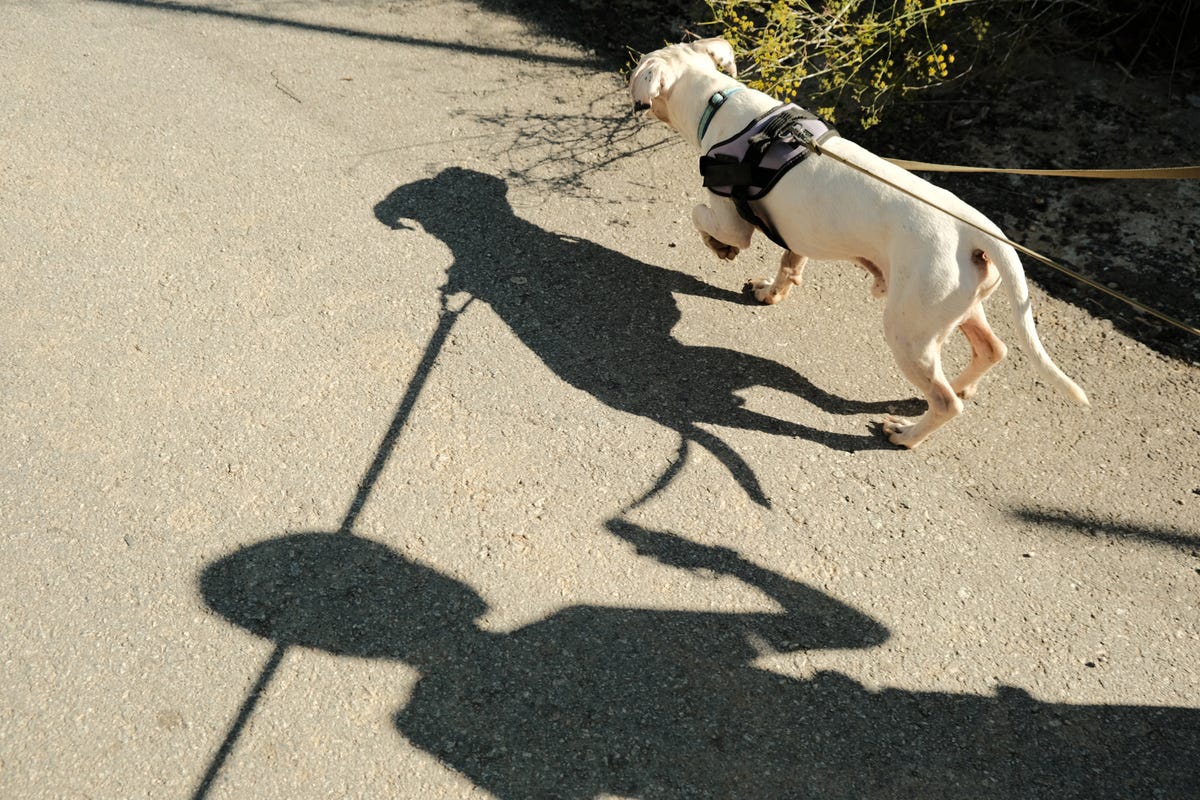 How to teach your dog to stop chasing shadows