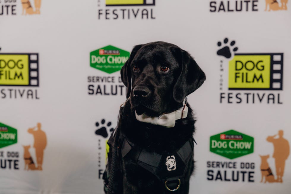 solid black ptsd service dog poses with ny dog film festival step and repeat in background