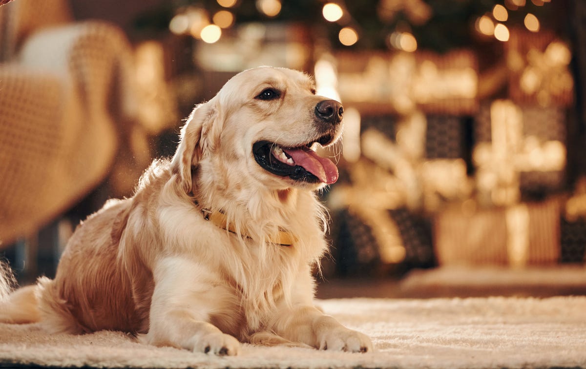 18 Important Things Every Dog Owner Needs To Know at Christmas