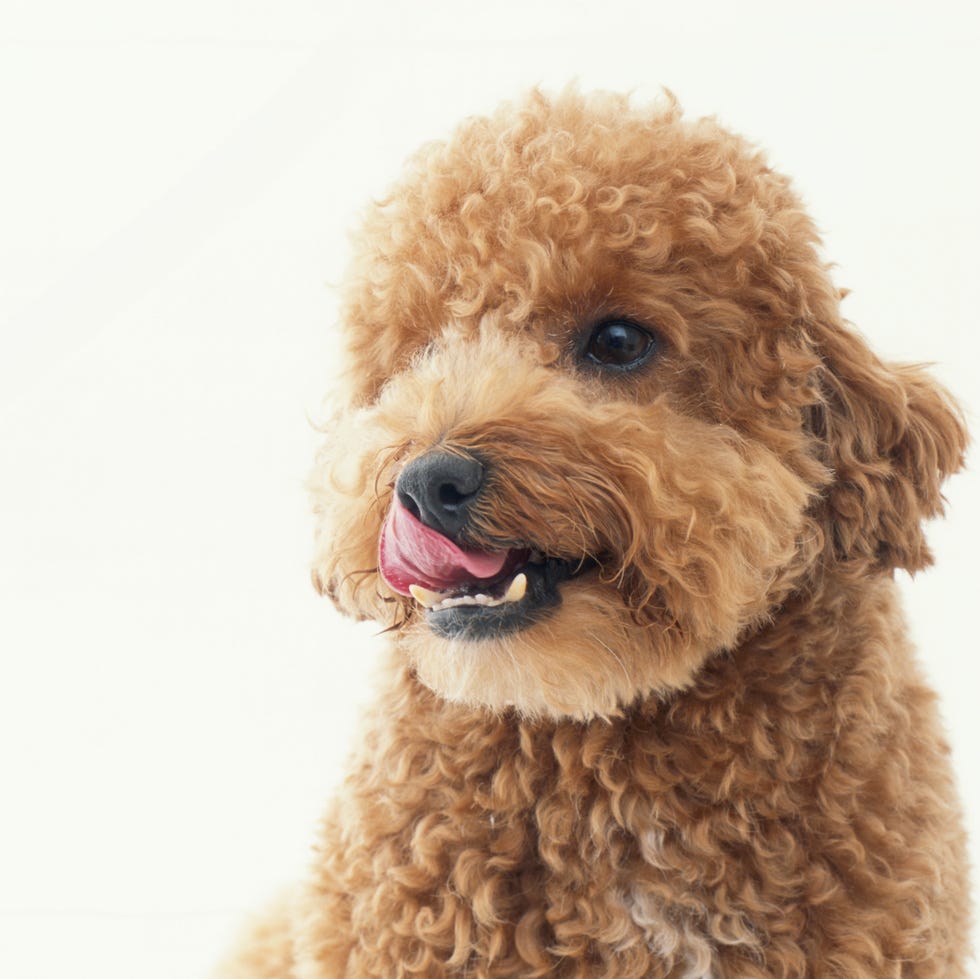 12 Easiest Dogs to Train - Poodles 12 easiest dogs to train poodles