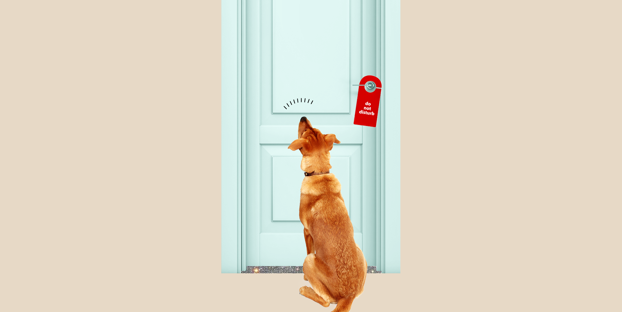 How to Help a Dog With Separation Anxiety During COVID-19 image image