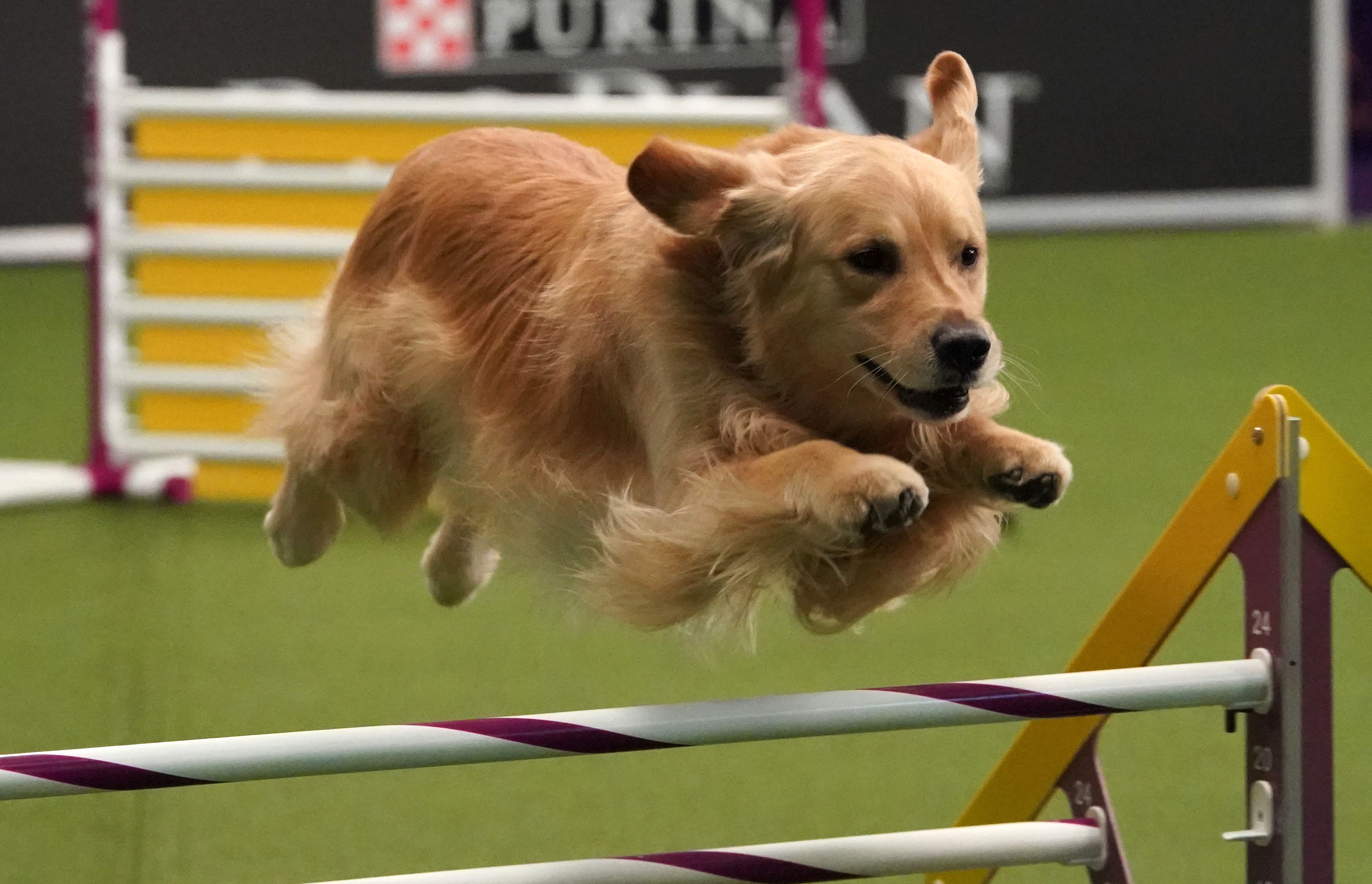 Westminster dog best sale agility 2019