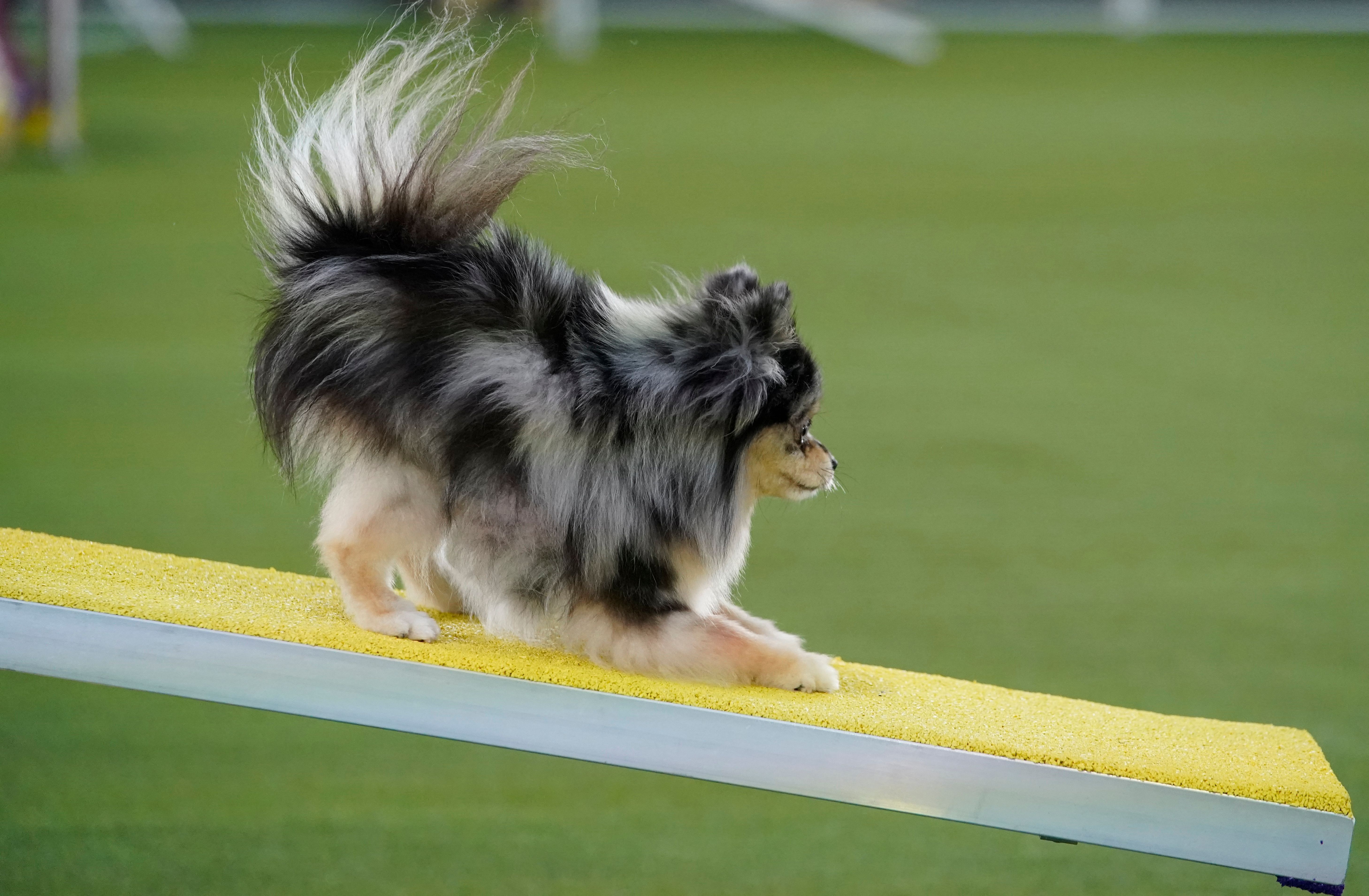 can you make money in dog agility