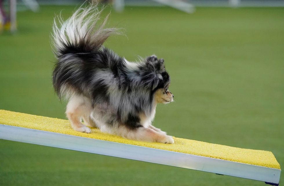 a dog competes in the 9th annual masters agility championship