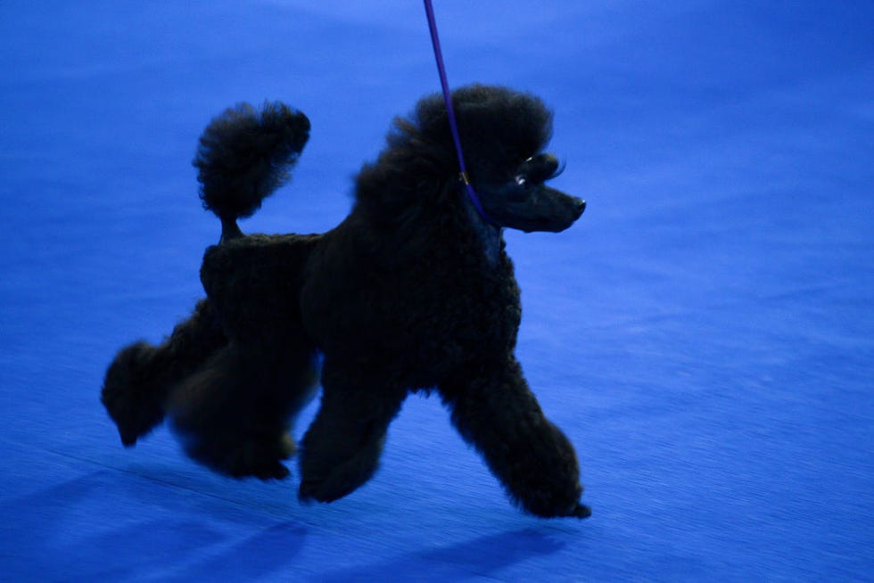 Thailand International Dog Show 2018