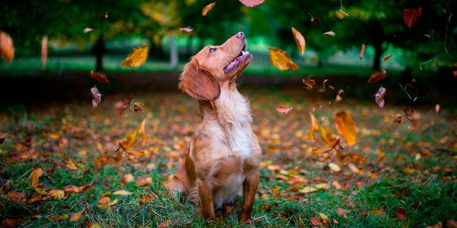 dog autumn