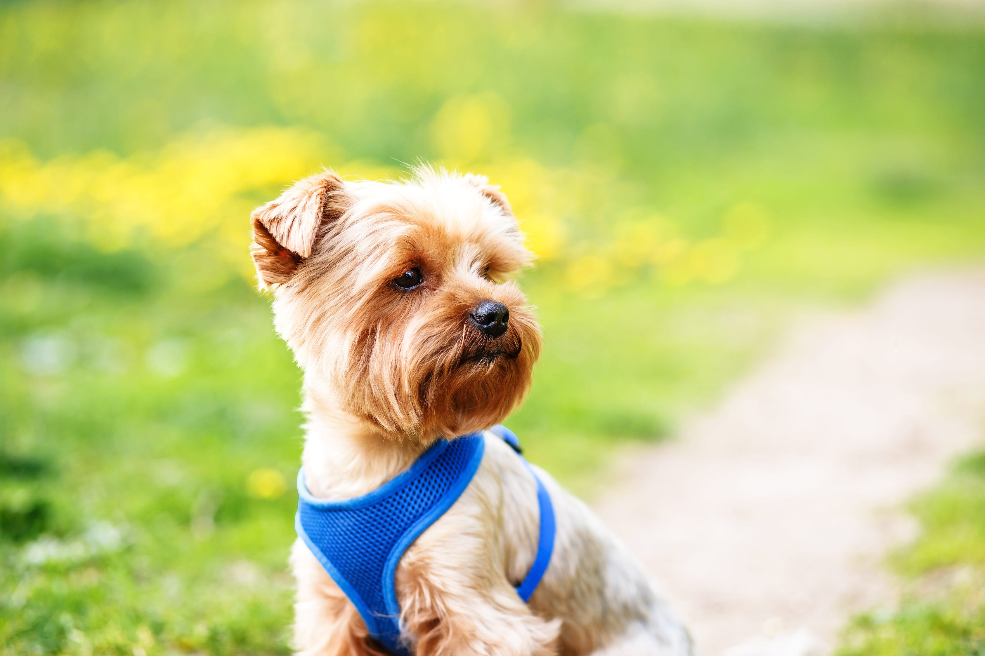 do dog cooling collars work