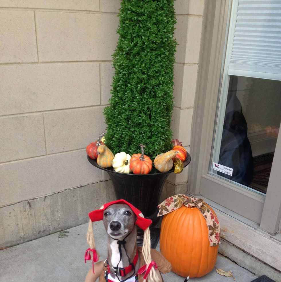 italian greyhound in oktoberfest costume