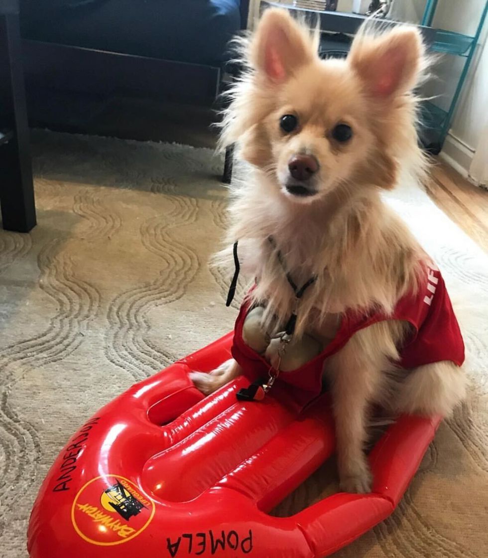 pomeranian wearing lifeguard shirt on inflatable red boogie board