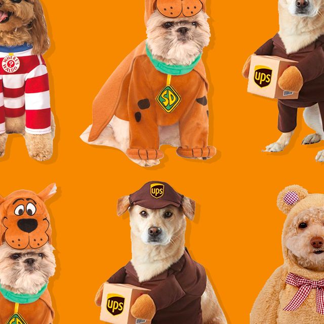 20 Pawsitively Funny Halloween Costumes For Dogs Of All Sizes