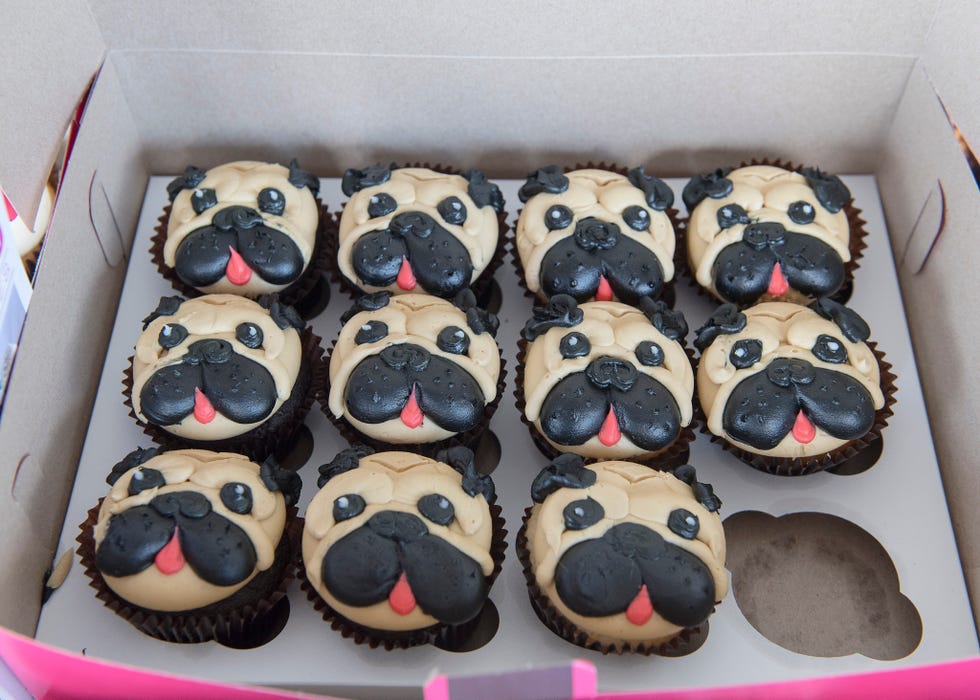 dog cupcakes shaped like pug heads
