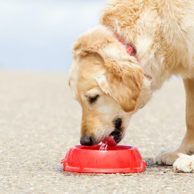 8 warning signs of dehydration in dogs