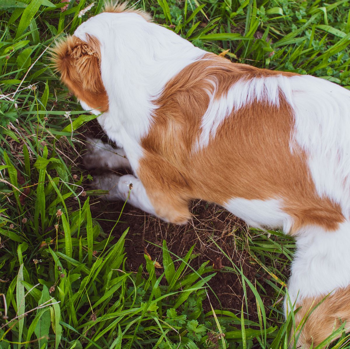 6 Reasons Why Dogs Dig and How to Stop Them
