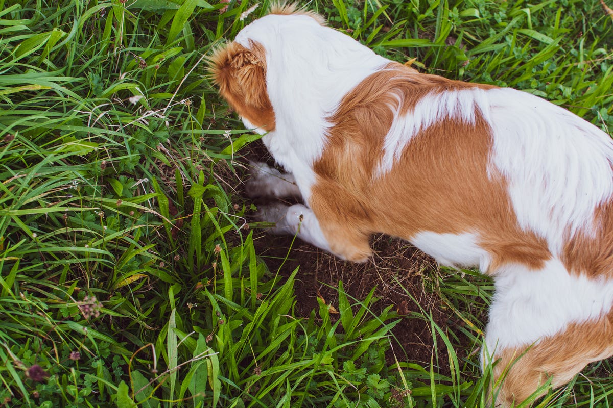 Dealing with digging dogs