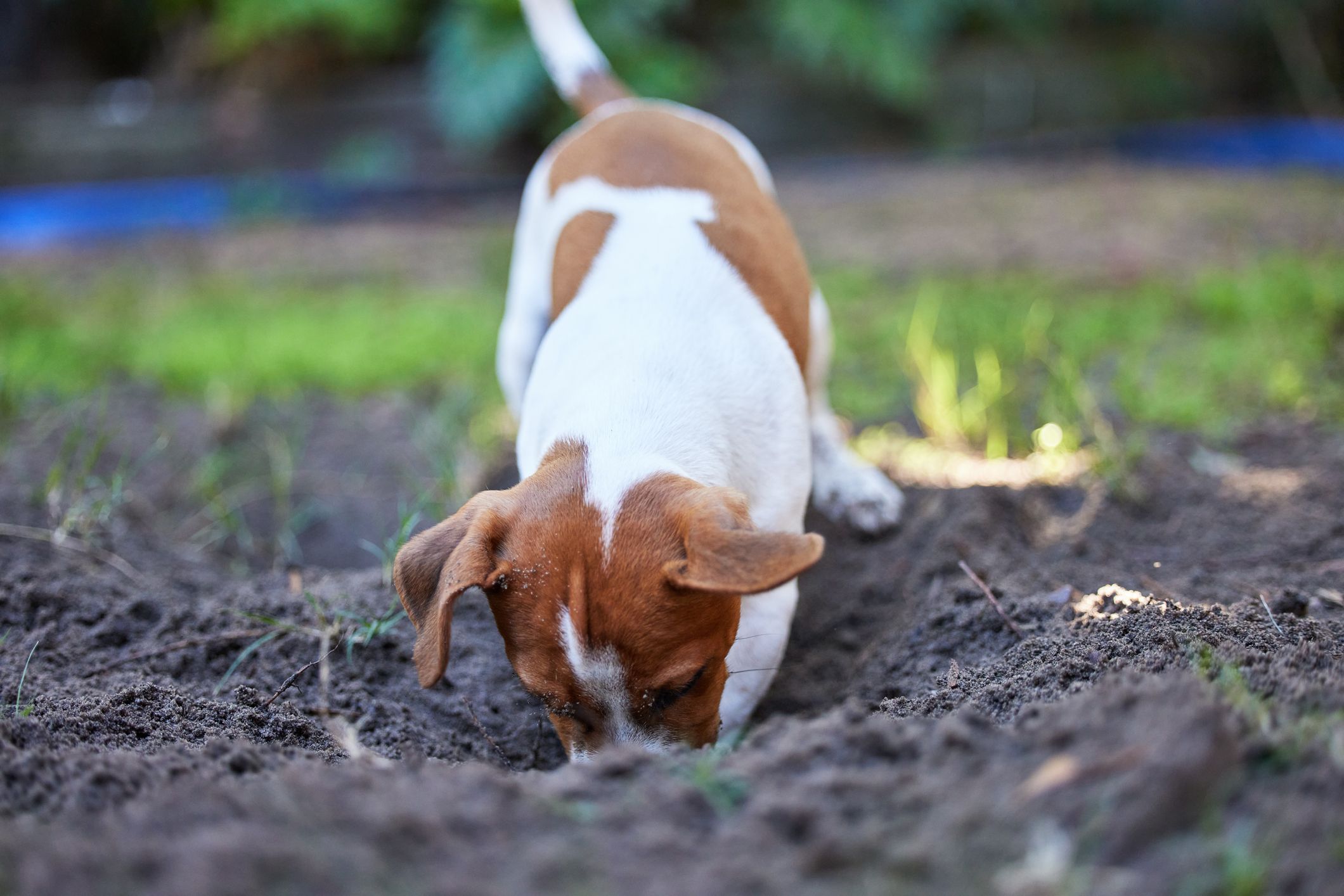 Why Do Dogs Dig: 6 Reasons and Tips to Handle It