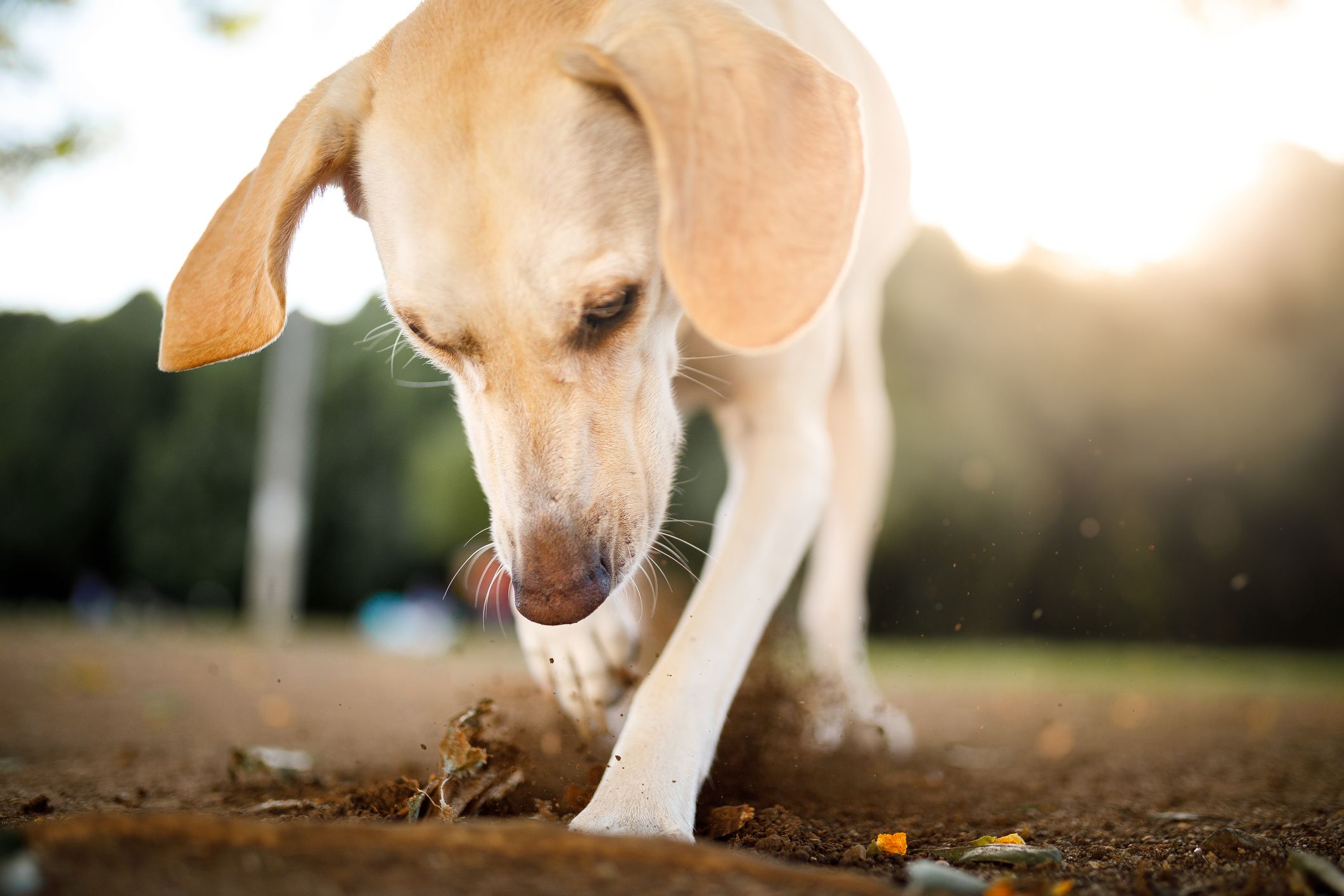 6 Reasons Why Dogs Dig and How to Stop Them