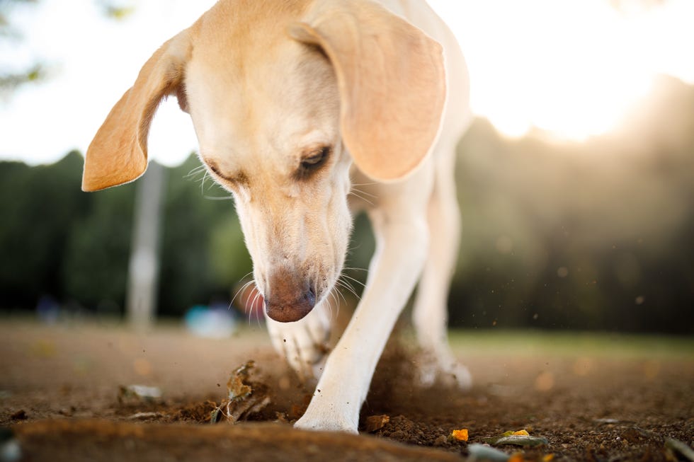 dog playing in the park