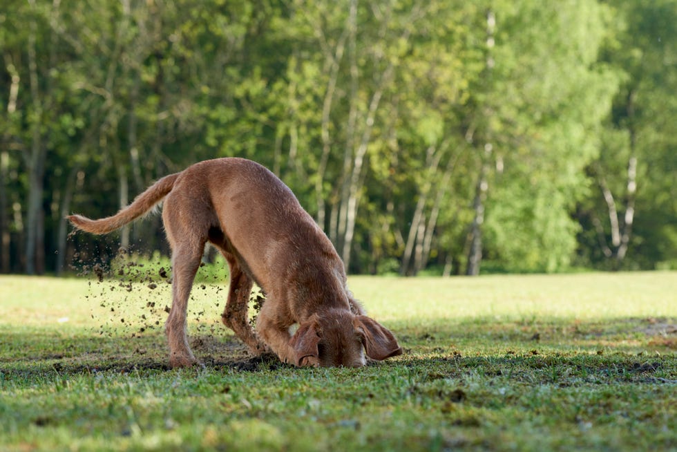 puedes evitar que un perro cave