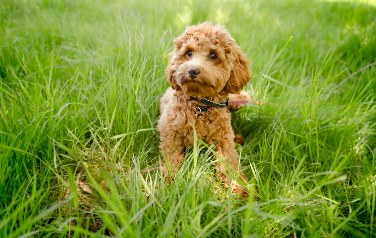 Dog digs to safety after becoming trapped underground in Scotland