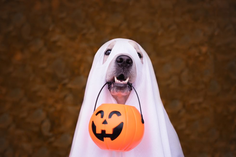 a dog dressed as a halloween ghost a golden retriever sits in an autumn park with orange pumpkins and a bucket of candy