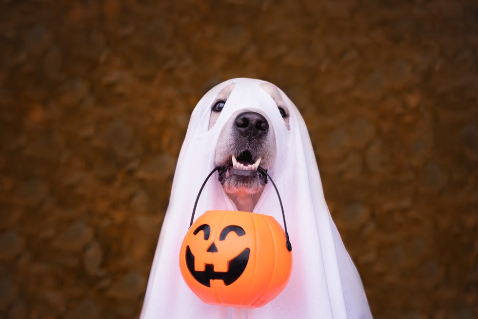 A dog dressed as a Halloween ghost. A golden retriever sits in an autumn park with orange pumpkins and a bucket of candy. a dog dressed as a halloween ghost a golden retriever sits in an autumn park with orange pumpkins and a bucket of candy