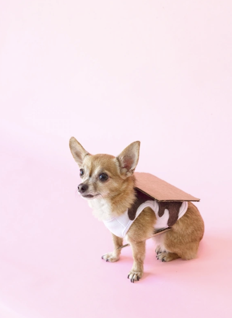 7 Irresistible DIY Halloween Costumes for Small Dogs - Craft and Sparkle