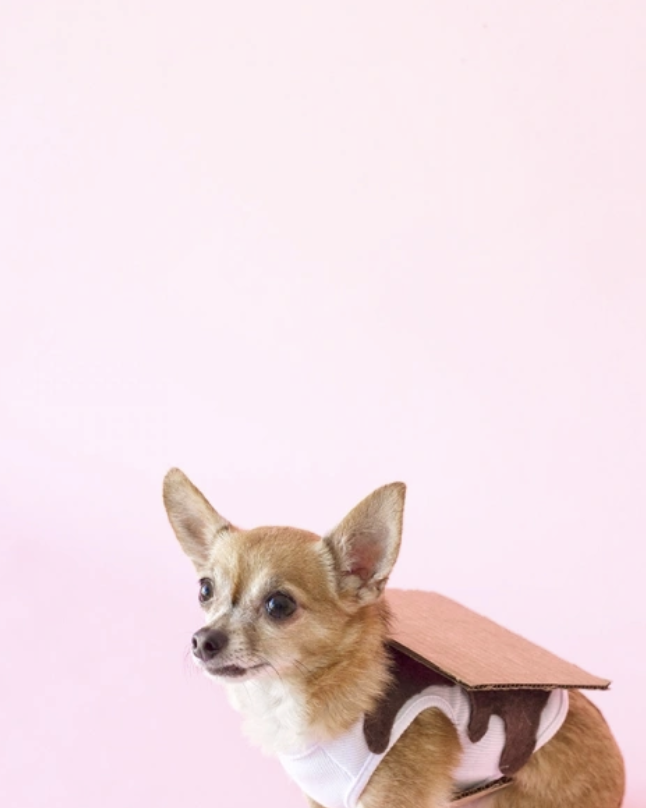 Top Pet Halloween Costumes for Dogs and Cats in 2023