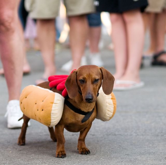 20 Cute Dog Halloween Costumes - Food-Theme Costume Ideas for Dogs