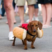 dog dressed up as hot dog with ketchup