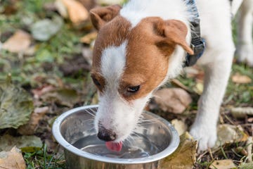 communal dog bowl