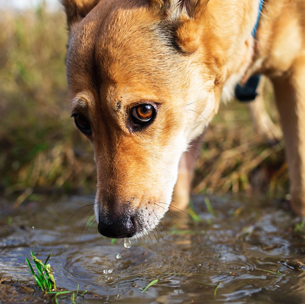 why you shouldn't let dogs drink from puddles