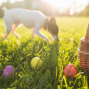 12 easter treats that are toxic to dogs