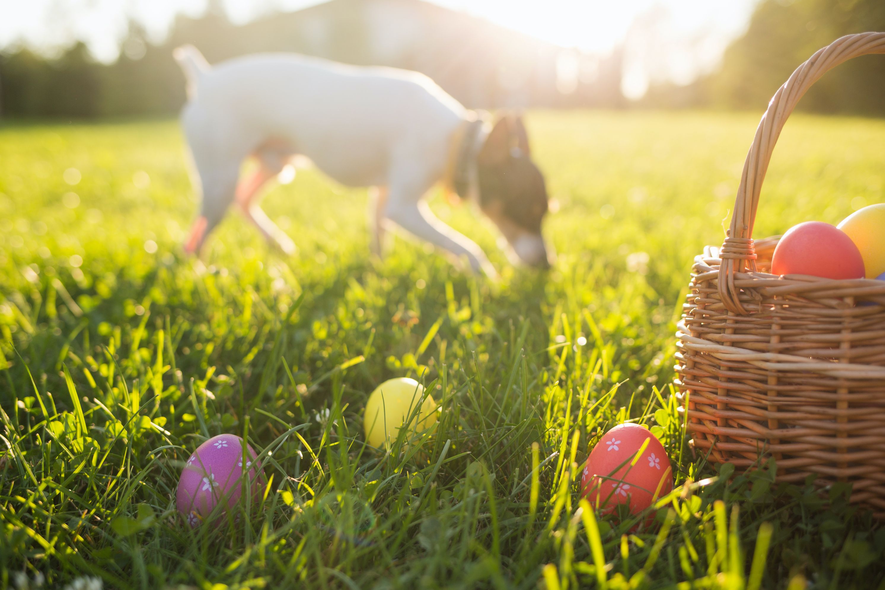 Dog easter store