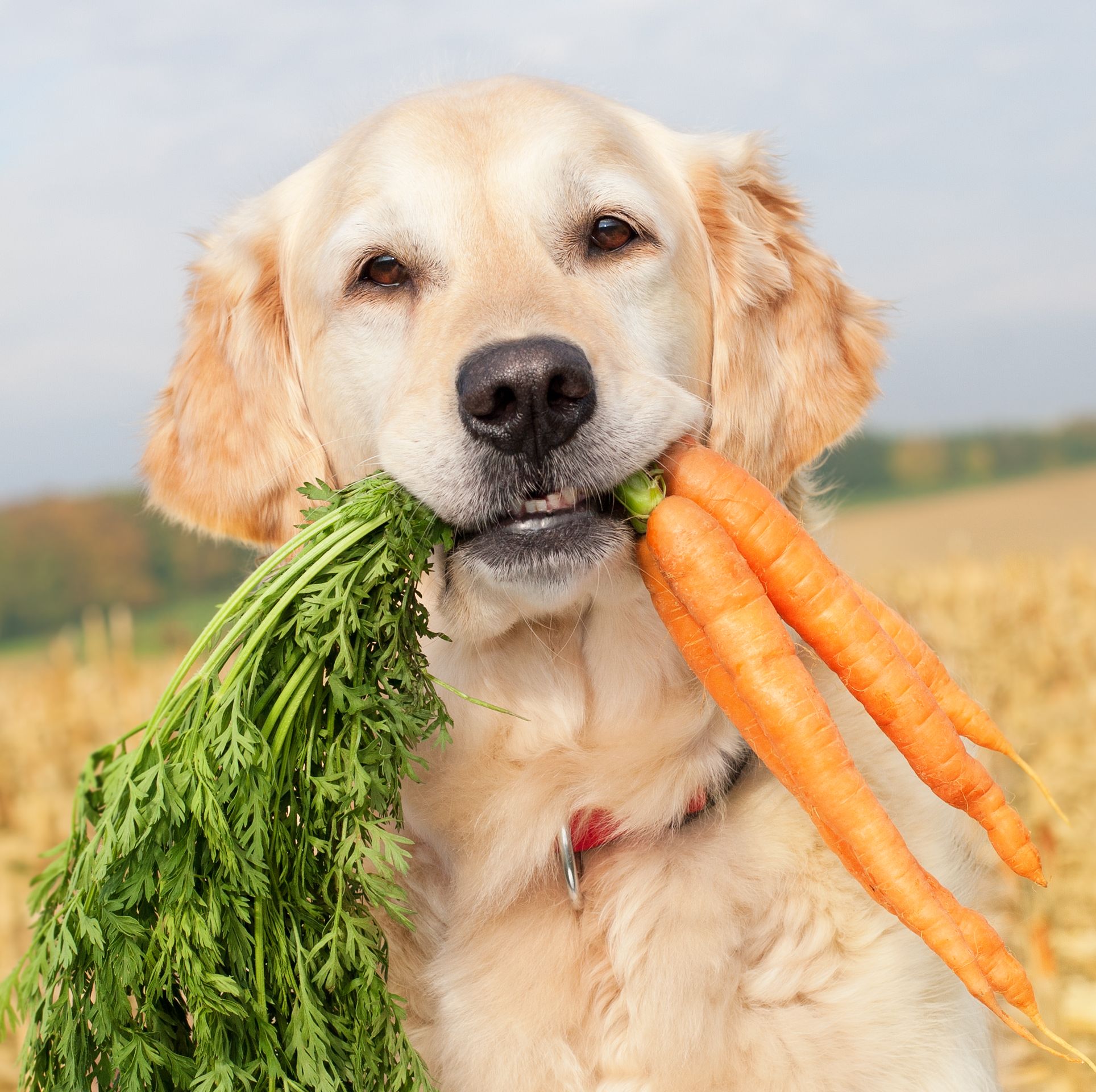 Dog eating a carrot on a field