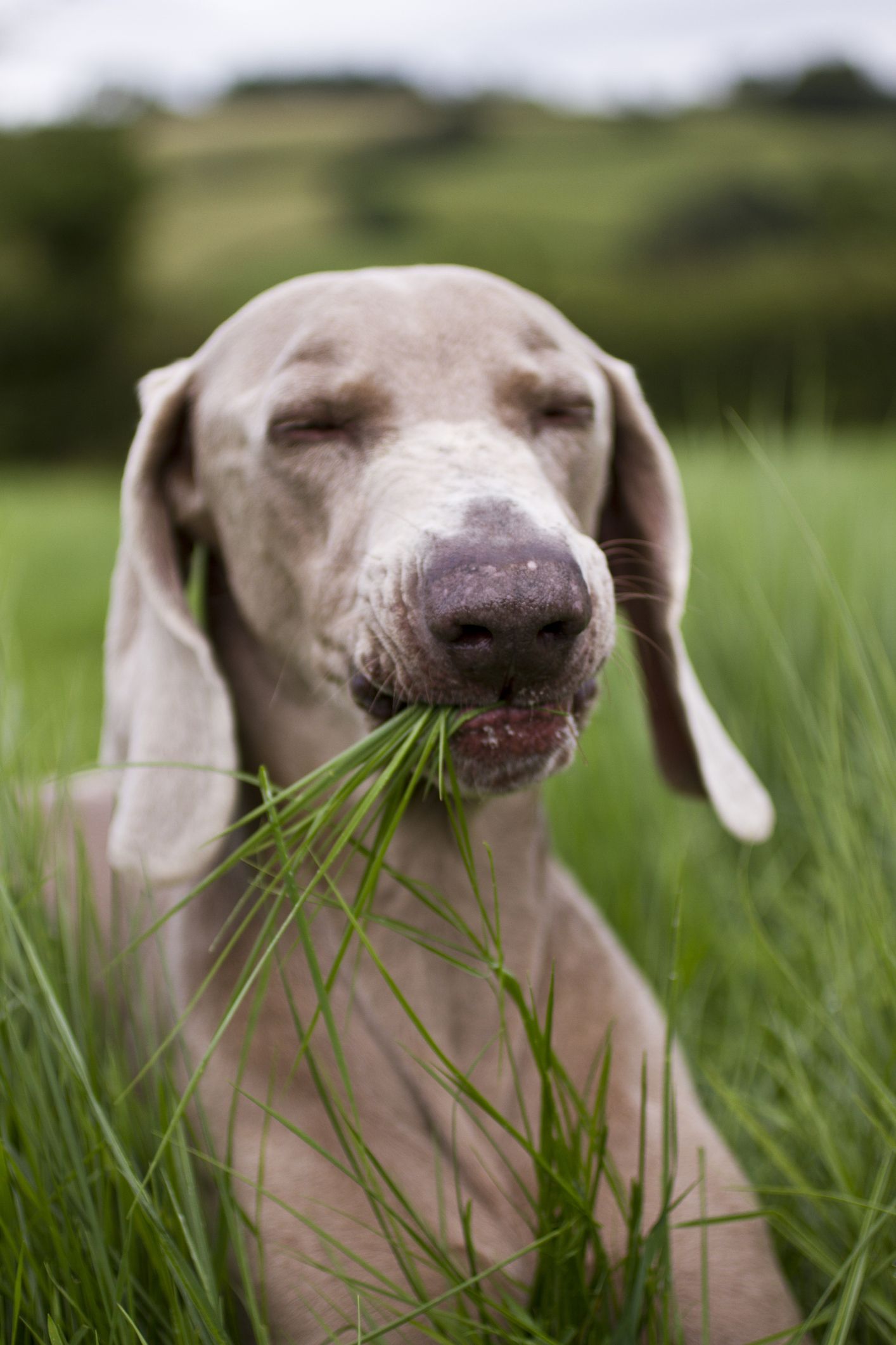 Do dogs eat grass to orders make themselves throw up