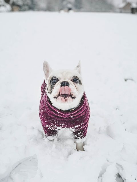 dog eating snow a french bulldog in winter jumper enjoys eating snow outside at the field