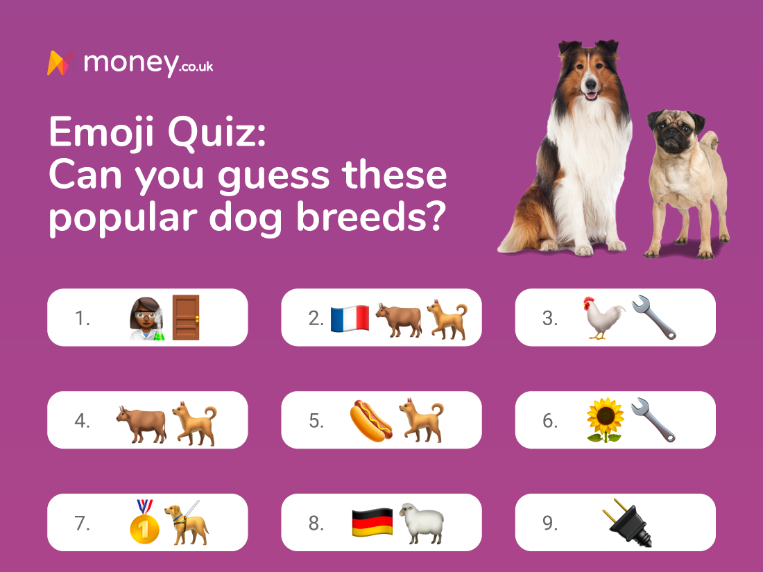 What Dog Breed Am I? Quiz & Fun Facts
