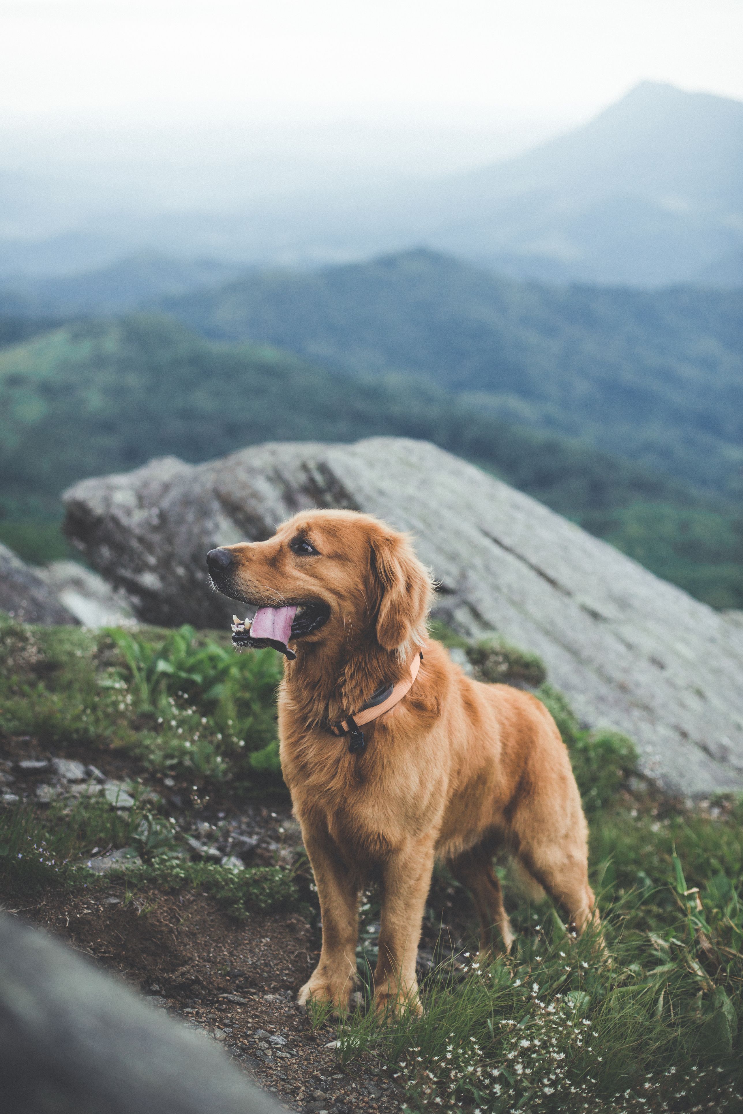 Golden deals dog names