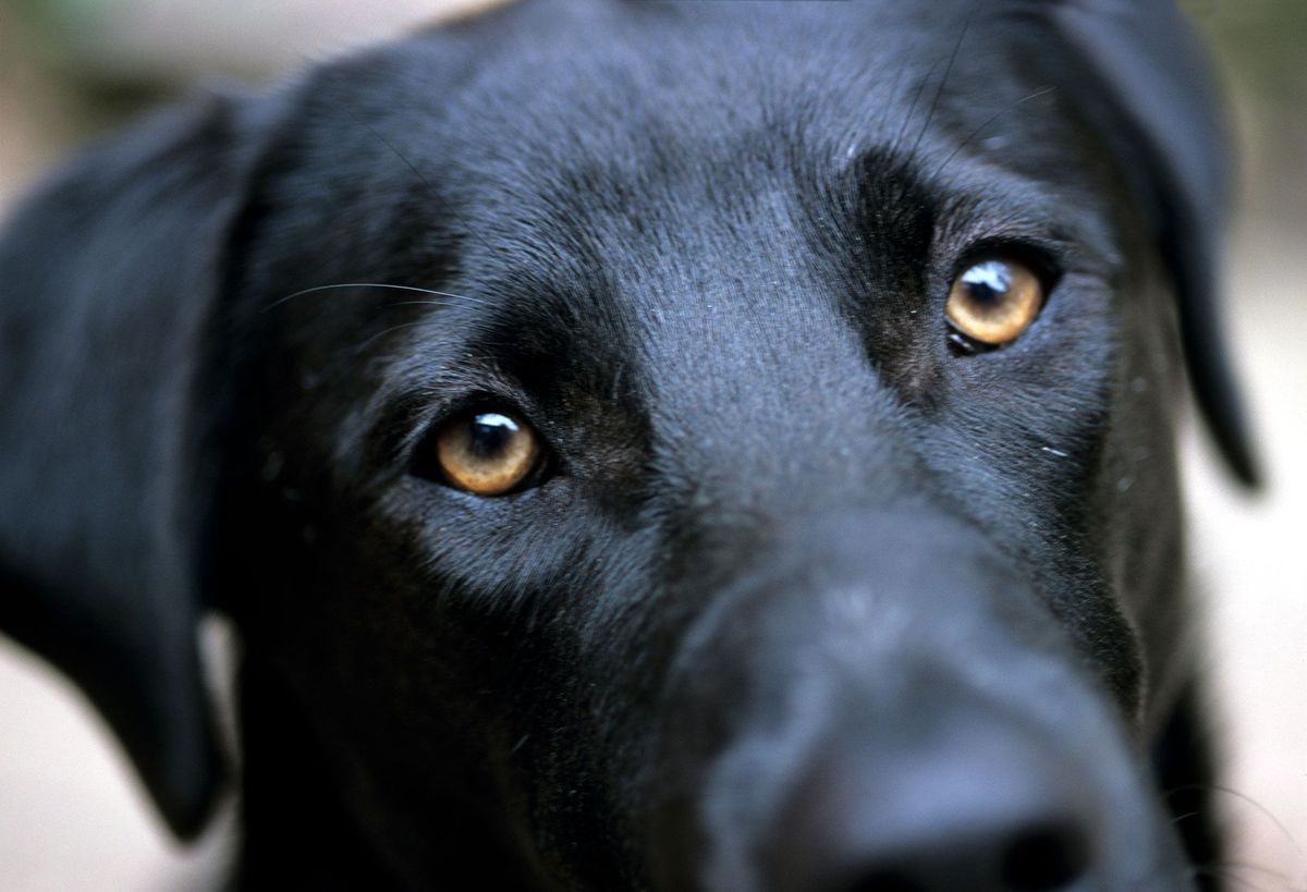 Weggelaten geestelijke gezondheid Voorwaarde Puppy-ogen' evolueerden zodat honden met ons konden communiceren