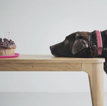 bruine labrador hond kijkt verlangend naar een verjaardagstaart op tafel