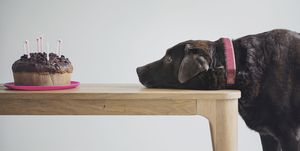 bruine labrador hond kijkt verlangend naar een verjaardagstaart op tafel