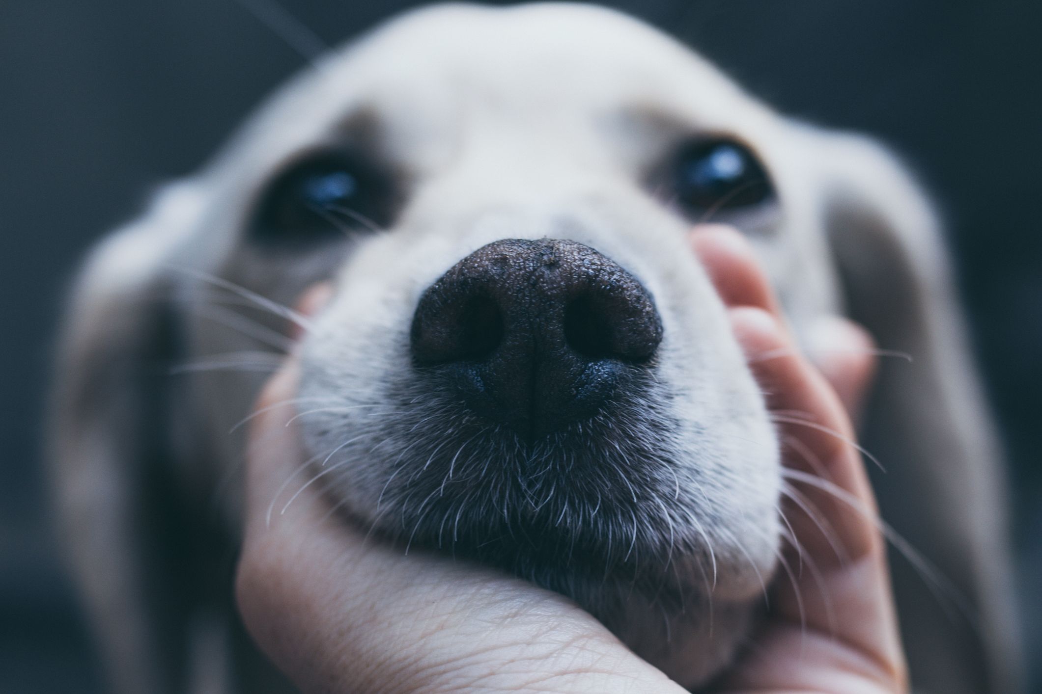 The Utterly Cute 'Snoot Dog Challenge' Is Taking The Internet By