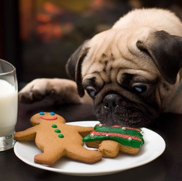 puppy eating christmas cookies